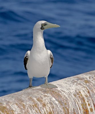 Masked Booby