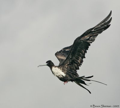 Magnificent Frigatebird