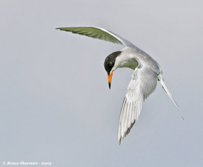 Forster's Tern