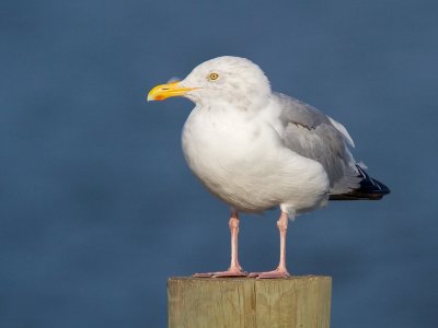 Herring Gull