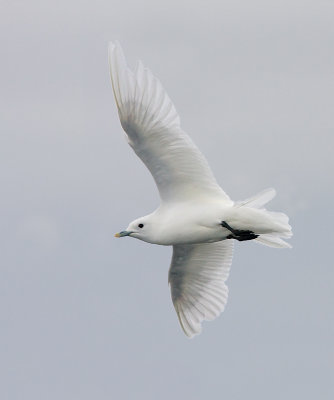 Ivory Gull