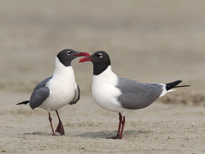 Laughing Gull