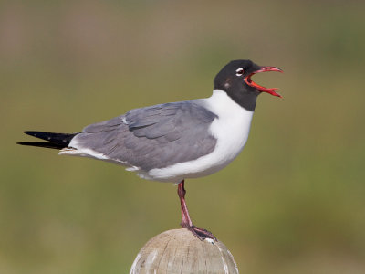 Laughing Gull