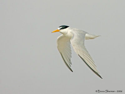 Least Tern