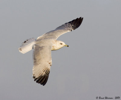 Ring-billed Gull