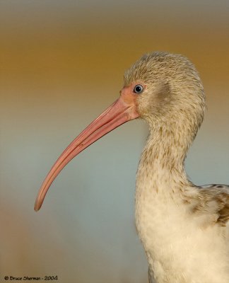 White Ibis