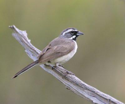 Black-throated Sparrow