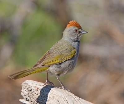 Green-tailed Towhee