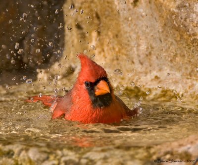 Northern Cardinal