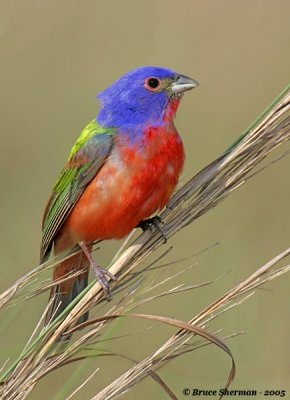 Painted Bunting