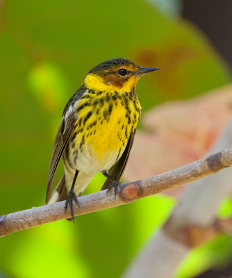 Cape May Warbler