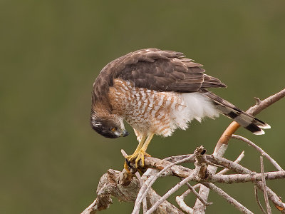 Cooper's Hawk