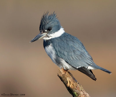 Belted Kingfisher