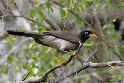 Brown Jay