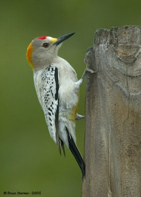 Golden-fronted Woodpecker (leucistic)