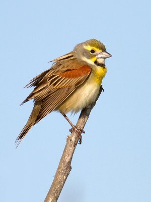 Dickcissel