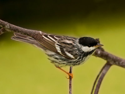 Blackpoll Warbler