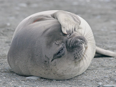 Southern Elephant Seal (female)