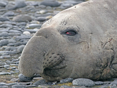 Southern Elephant Seal (male)
