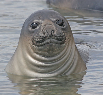 Southern Elephant Seal (female)