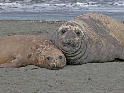 Southern Elephant Seal couple