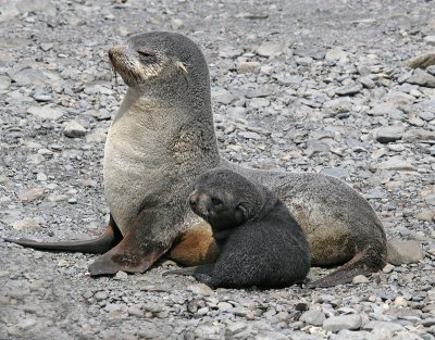 Antarctic Fur Seal (mother and pup)