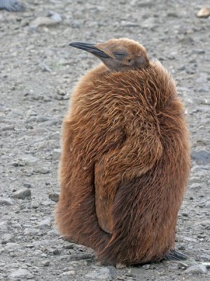 King Penguin (about one year old)