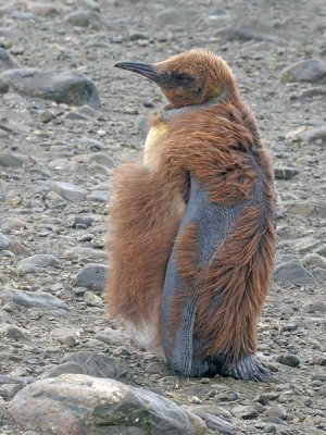 King Penguin (a little older)