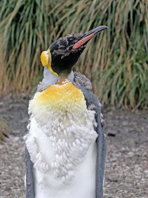 King Penguin (a little older)