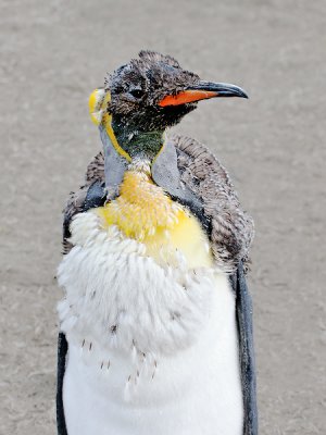 King Penguin (almost an adult)