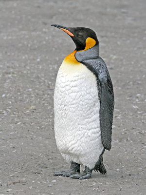 King Penguin (just about an adult)