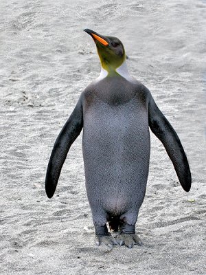 King Penguin (melanistic)