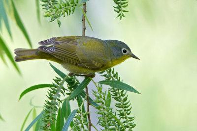 Nashville Warbler