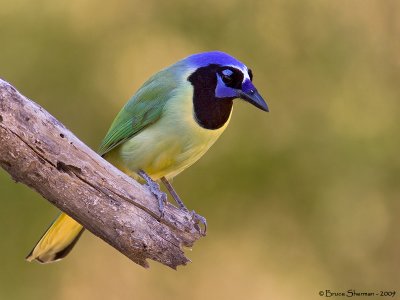 Green Jay