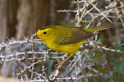 Wilson's Warbler