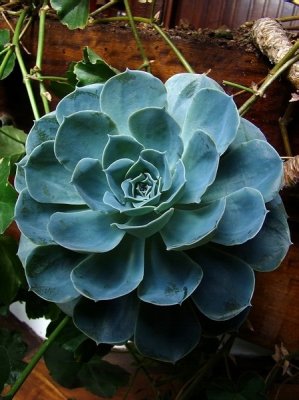 Campos_Jun_09_006.jpg
