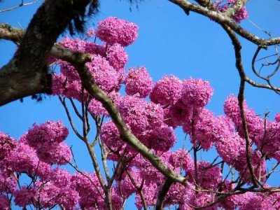 FLores_007.jpg