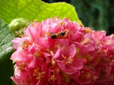 FLores_008.jpg