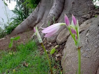 Flores_002.jpg