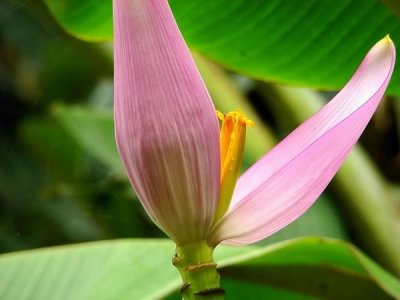 Flores_004.jpg
