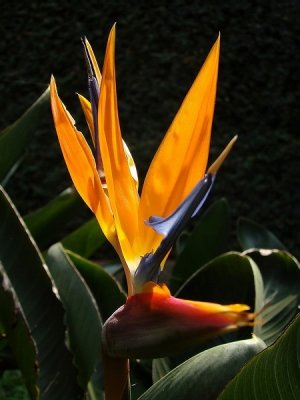 J_Botanico_Mar_09_014.jpg