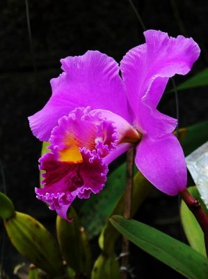 J_Botanico_Mar_09_037.jpg