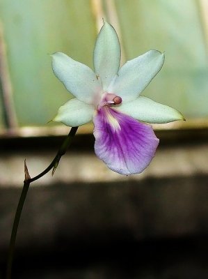 J_Botanico_Mar_09_039.jpg