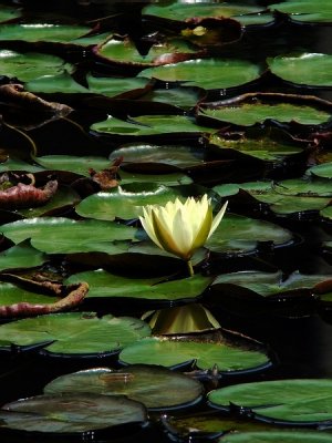 J_Botanico_Mar_09_048.jpg