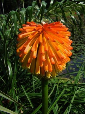 J_Botanico_Mar_09_051.jpg