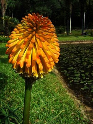 J_Botanico_Mar_09_052.jpg