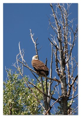 Bald Eagle 4x6 DSC_4419.JPG