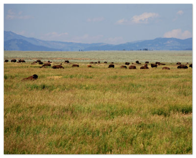 Buffalo 8x10 DSC_4819.JPG