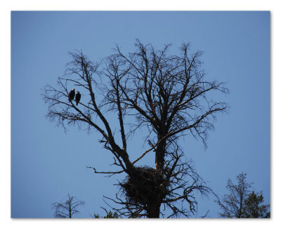 Eagle 8x10 DSC_4442.JPG