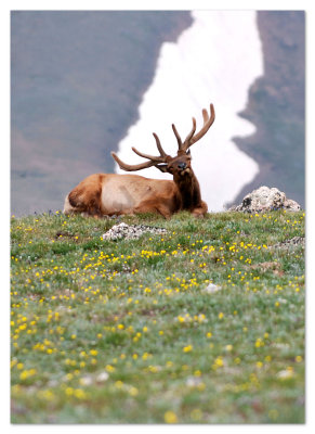 Elk 5x7 DSC_4011.JPG